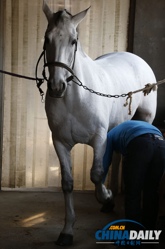 探訪京城頂級馬術俱樂部