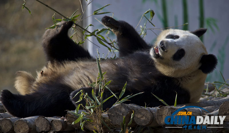 熊貓丫丫的“野外生存訓練”