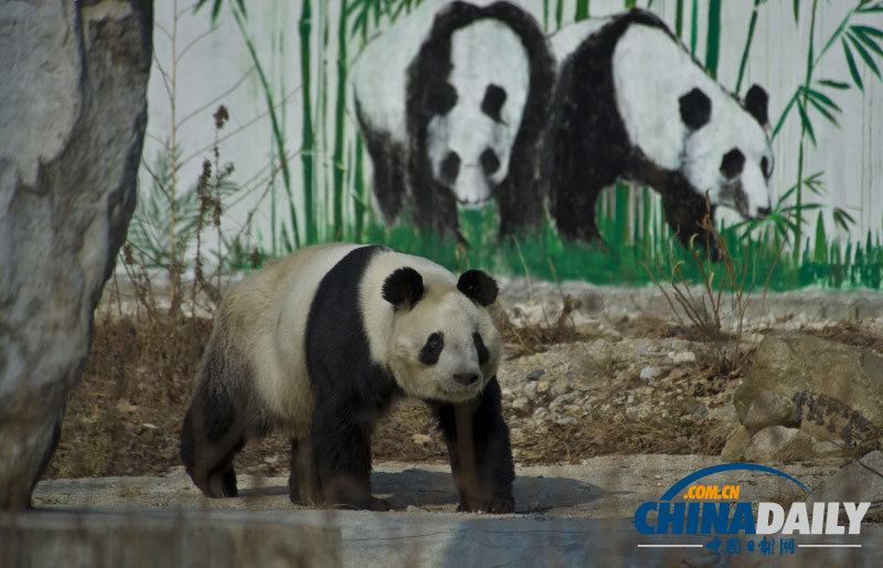 熊貓丫丫的“野外生存訓練”