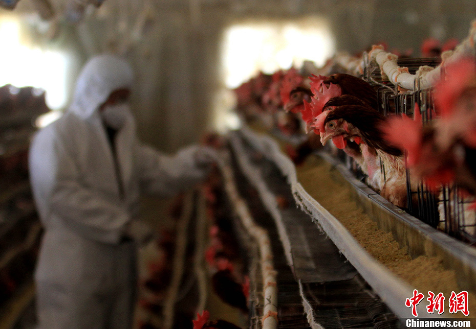 安徽舉行人感染H7N9禽流感應急演練