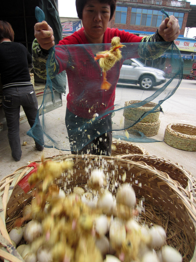 福建鴨場上萬鴨苗每只6分錢賤賣喂蛇