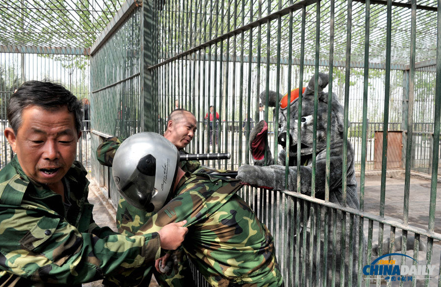 山西太原動物園演練“獸口救人”
