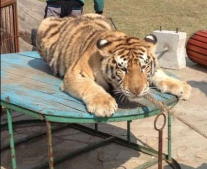 吉林東北虎園回應(yīng)“騎虎拍照”：涉事表演團被罰5000元