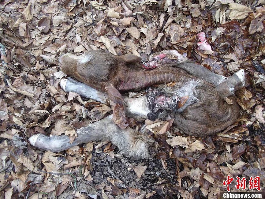 野生東北虎頻現吉林琿春 五天四襲牛