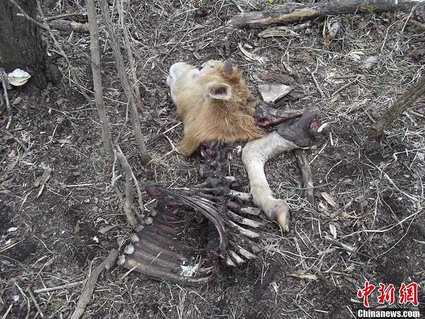 野生東北虎頻現(xiàn)吉林琿春 五天四襲牛