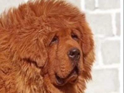 身價是大熊貓的20倍 盤點世界最貴那些動物/圖