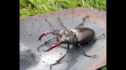 身價是大熊貓的20倍 盤點世界最貴那些動物/圖