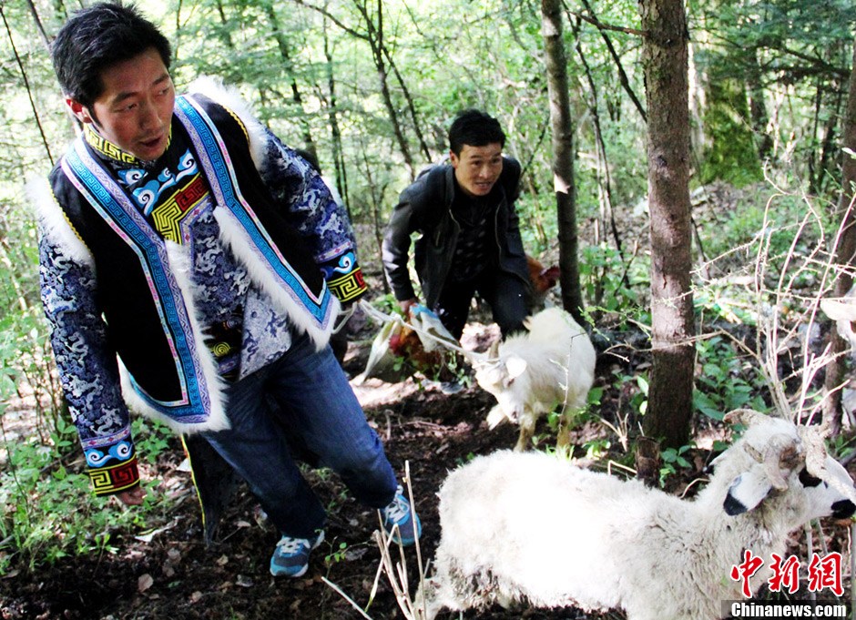四川茂縣羌族感恩節(jié) 民眾齊聚祭祀太陽神