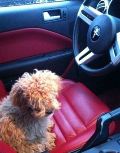 北大校花學歷造假遭圍觀 豪車生活照曝光(圖)