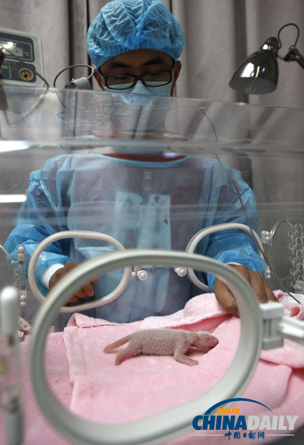高清圖：成都新生大熊貓寶寶在暴雨中誕生