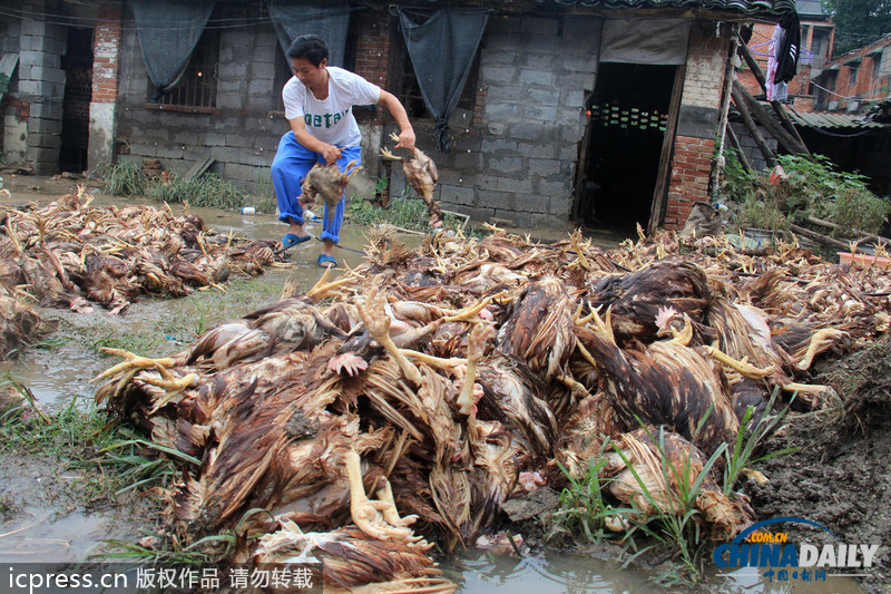 湖北鄖縣遭強降雨：房屋被毀雞場被淹 死雞尸體堆滿地