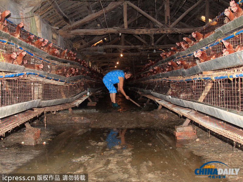 湖北鄖縣遭強(qiáng)降雨：房屋被毀雞場(chǎng)被淹 死雞尸體堆滿地