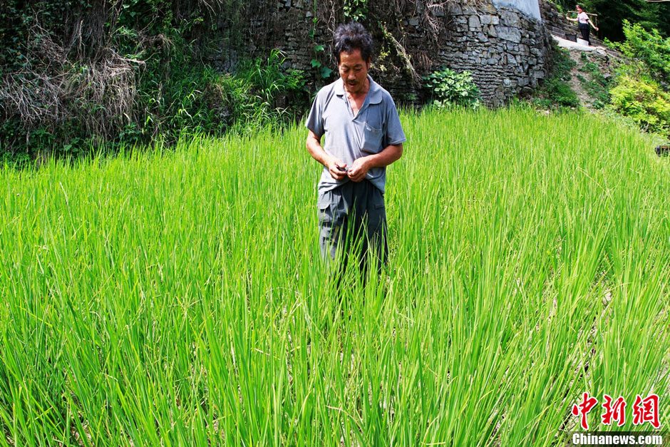 湖南鳳凰近四成水田出現干裂 1.32萬人“喊渴”