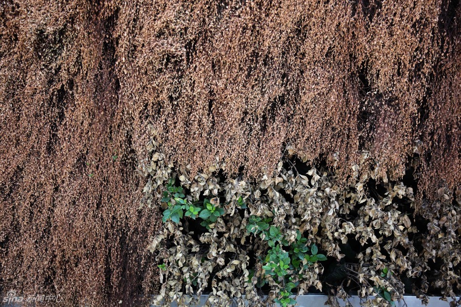 40.4℃高溫破紀(jì)錄 杭州市民全副武裝眾生相