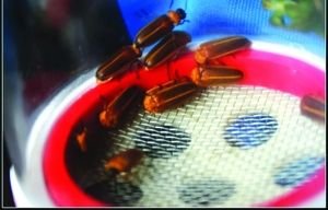 活體螢火蟲七夕熱賣被指