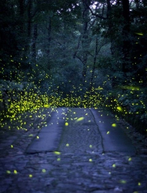 活體螢火蟲七夕熱賣被指