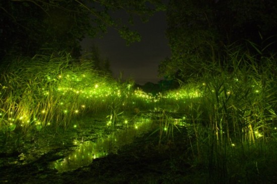 活體螢火蟲七夕熱賣被指