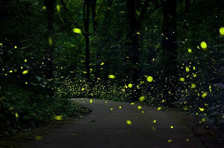 活體螢火蟲(chóng)七夕熱賣(mài)被指