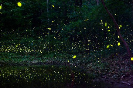 活體螢火蟲七夕熱賣被指