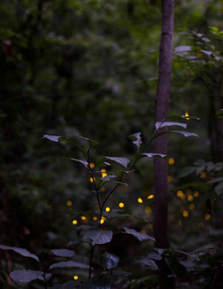 活體螢火蟲七夕熱賣被指