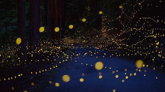 活體螢火蟲七夕熱賣被指