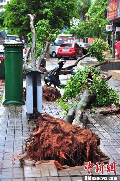 強(qiáng)熱帶風(fēng)暴“飛燕”登陸海南 街邊大樹被連根拔起