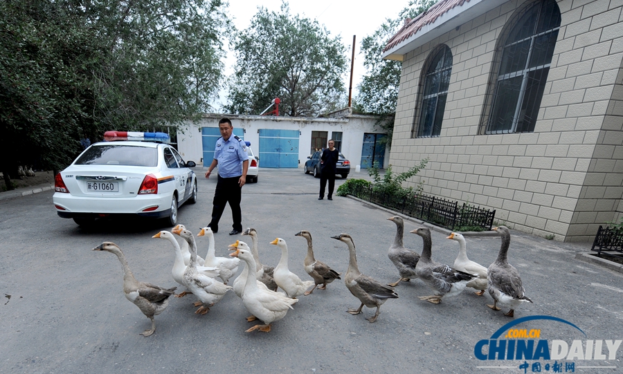 新疆警察推廣養(yǎng)鵝防盜 稱“比狗好使”
