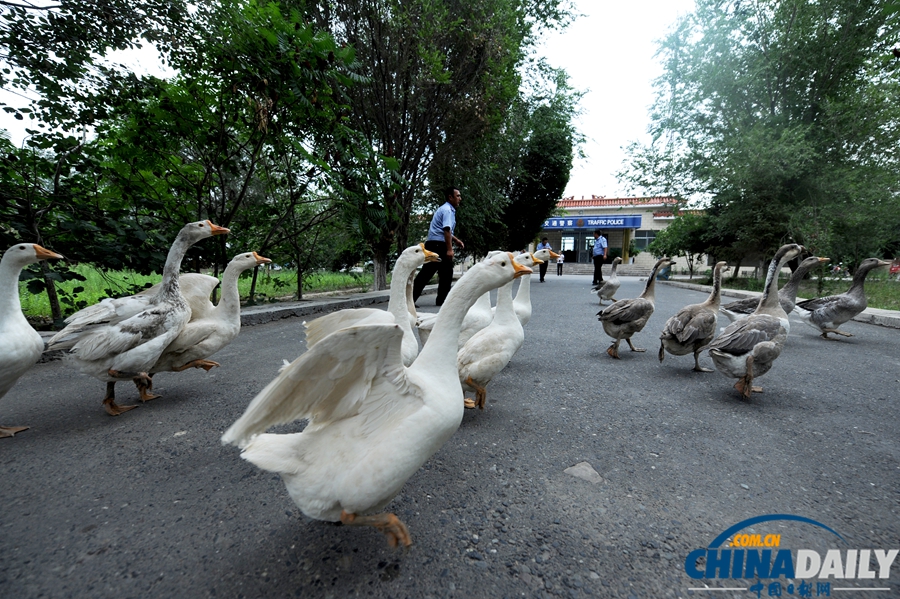 新疆警察推廣養鵝防盜 稱“比狗好使”