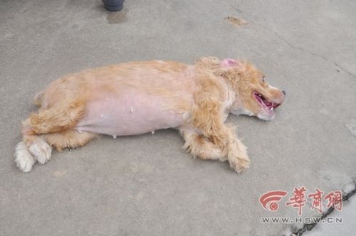 犬只收容所數十只狗死亡 官方：天熱死幾只正常
