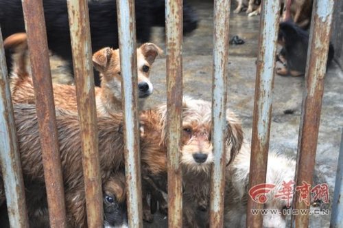 犬只收容所數十只狗死亡 官方：天熱死幾只正常