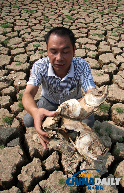 村支書放干自家承包水庫救活鄉親禾苗 3萬斤魚無水曬成魚干