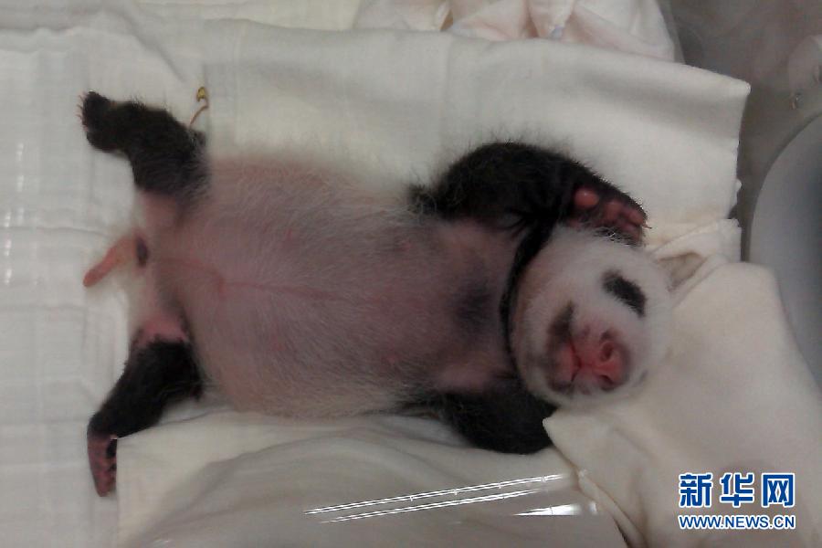 萌態百出小“圓仔”