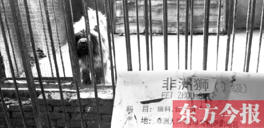 河南漯河動(dòng)物園獅籠內(nèi)養(yǎng)藏獒 家長驚呆(圖)