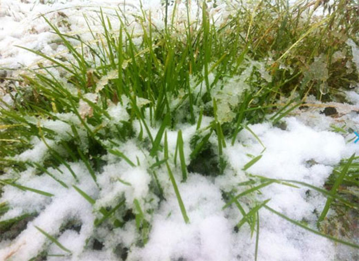 新疆八月飛雪打雪仗 內(nèi)地高溫區(qū)網(wǎng)友羨慕不已