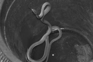 青蛇“越獄”進大樓 眾人聯手制服移交民警(圖)