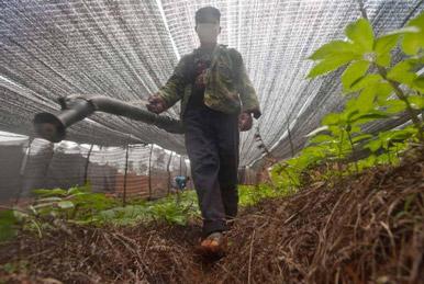 過(guò)半數(shù)中藥陷“農(nóng)藥殘留”危機(jī) 濫用農(nóng)藥成普遍現(xiàn)狀