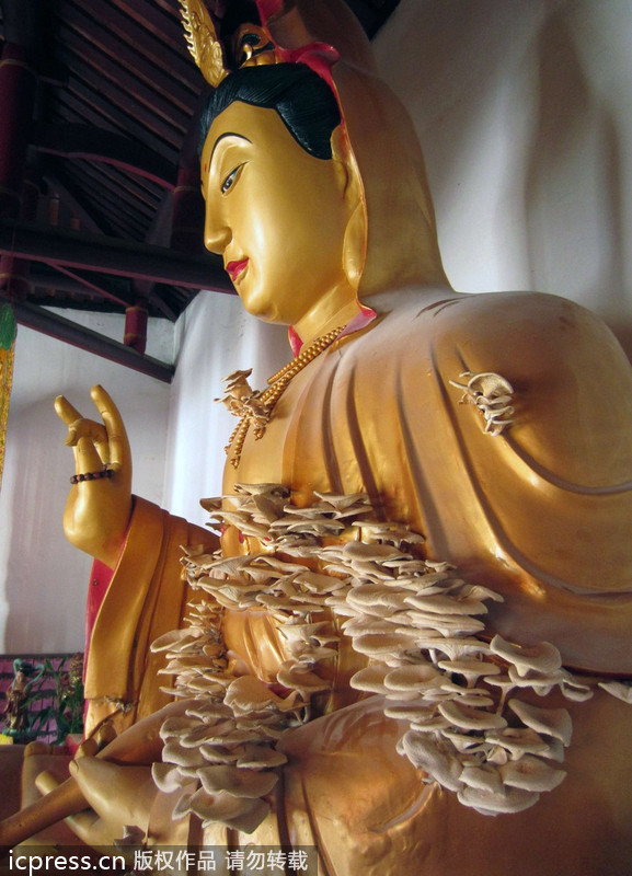 福建南靖縣：觀音長平菇 似“祥云”引圍觀