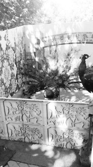 北京野生動物園把鱷魚嘴捆住供游客拍照(圖)