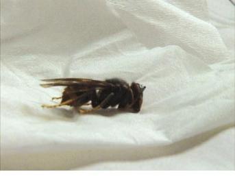 四川珙縣4名學生放學路上遭野蜂“圍攻”致1死3傷(圖)