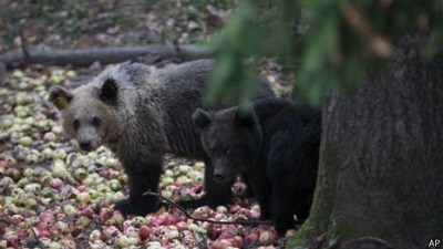 俄夫婦烹美食引來野熊 被困洗澡間報警求救(圖)