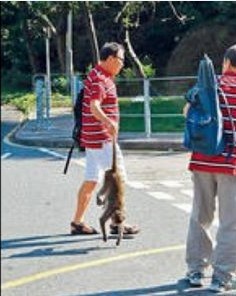 香港男子“移尸”惹怒猴群引怪叫 險釀人猴大戰