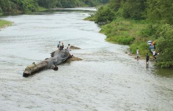 江西修水林業(yè)局付給天價(jià)千年烏木發(fā)現(xiàn)者7萬余元