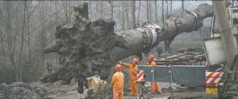 江西修水林業局付給天價千年烏木發現者7萬余元