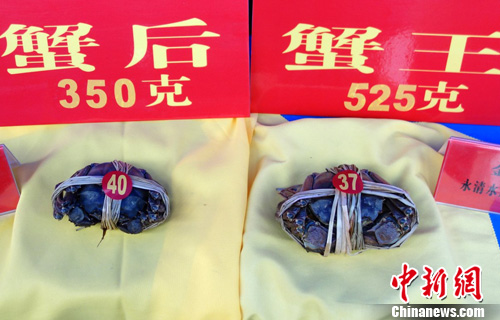 江蘇長蕩湖“蟹王蟹后”爭霸賽舉行