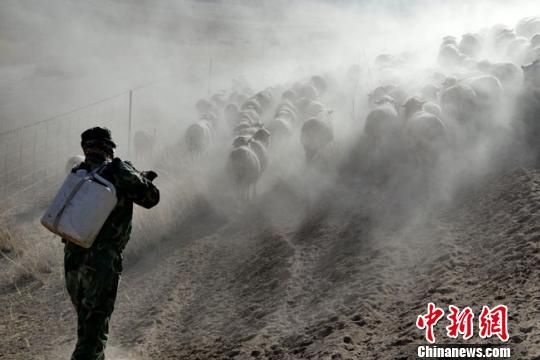 甘肅回應牲畜“渴死”：死亡數量屬于正常范圍