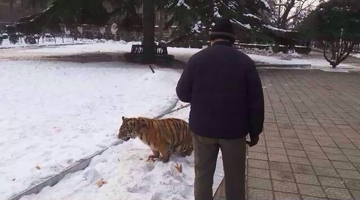 河南老漢公園遛老虎引市民圍觀