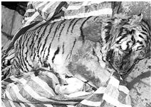 溫州街頭現(xiàn)死老虎案續(xù):專家推測其死于注射藥物