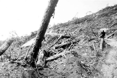 云南落馬副省長曾被舉報用公款購買家族茶葉(圖)