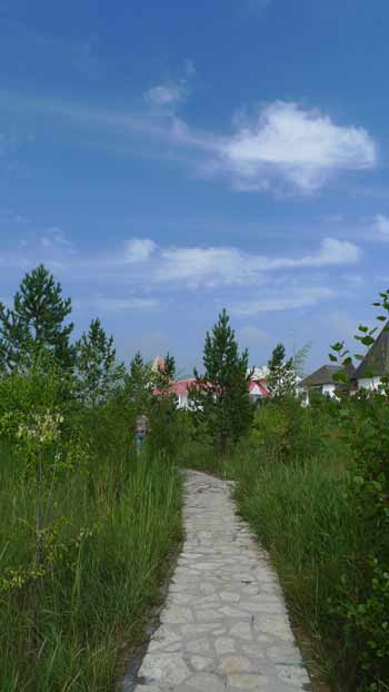 60年造林綠化艱苦創業 右玉變為“塞外綠洲”(圖)