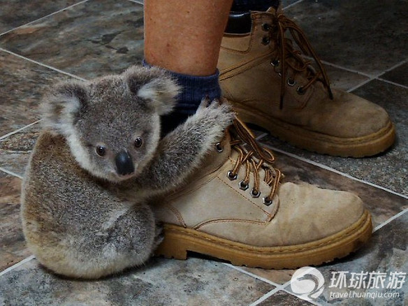 欣賞世界上最可愛的動物